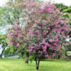 Bauhinia purpurea (Purple Orchid Tree)