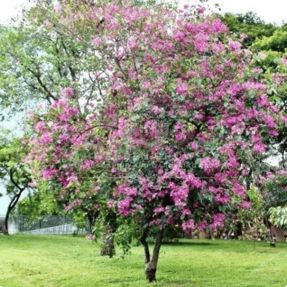 Bauhinia purpurea (Purple Orchid Tree)