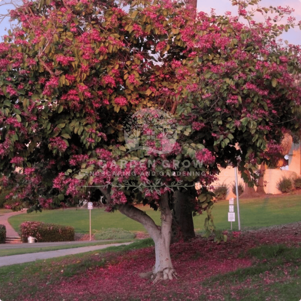 Bauhinia purpurea (Purple Orchid Tree)