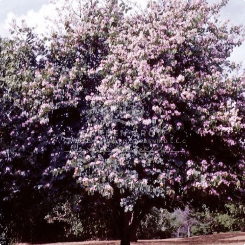 Bauhinia purpurea (Purple Orchid Tree)
