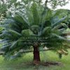 CYCAS CIRCINALIS (Cycas)