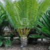 CYCAS CIRCINALIS (Cycas)