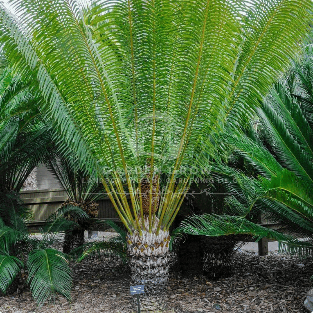CYCAS CIRCINALIS (Cycas)