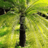 CYCAS CIRCINALIS (Cycas)