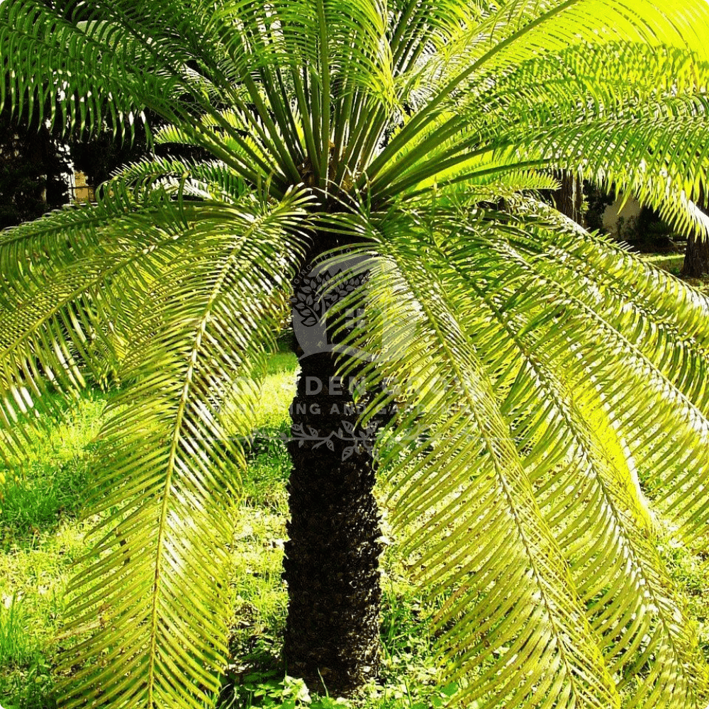 CYCAS CIRCINALIS (Cycas)