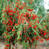 Callistemon Viminalis (Weeping Bottlebrush)
