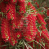 Callistemon Viminalis (Weeping Bottlebrush)