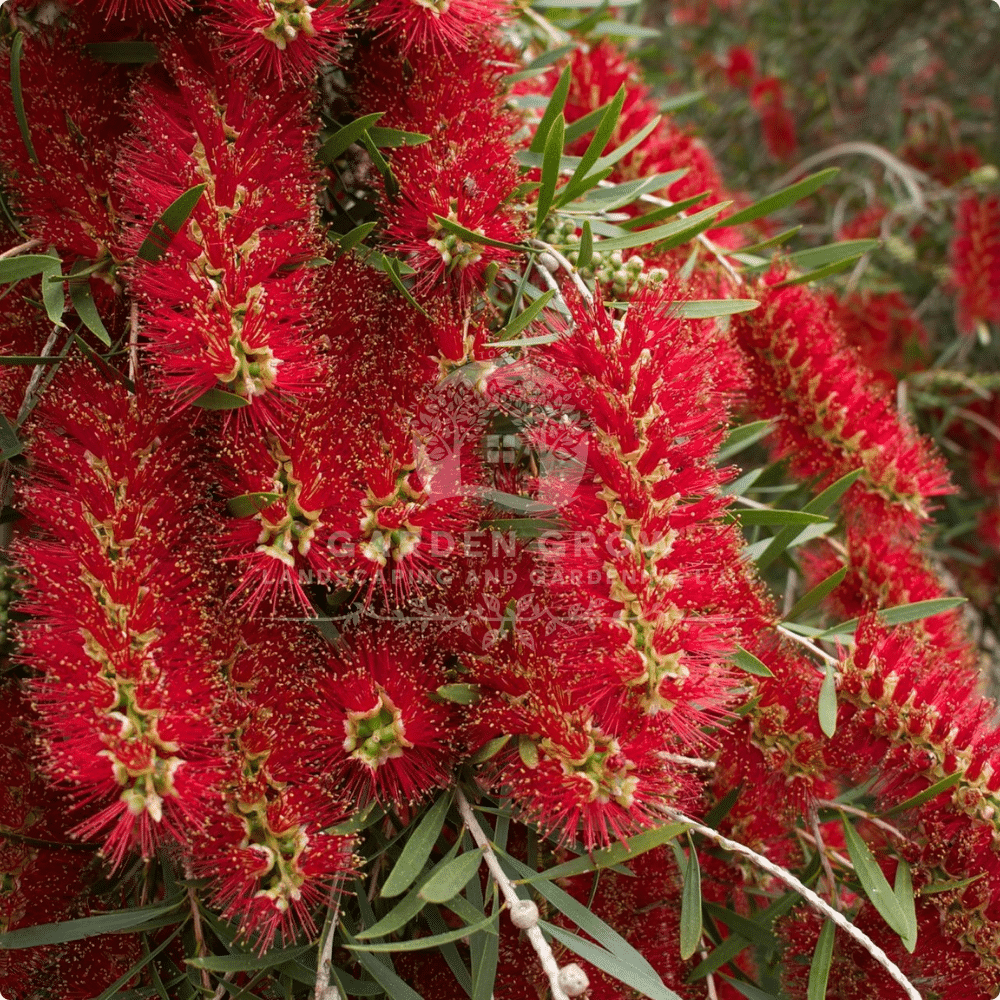 Callistemon Viminalis (Weeping Bottlebrush)