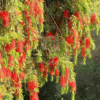 Callistemon Viminalis (Weeping Bottlebrush)