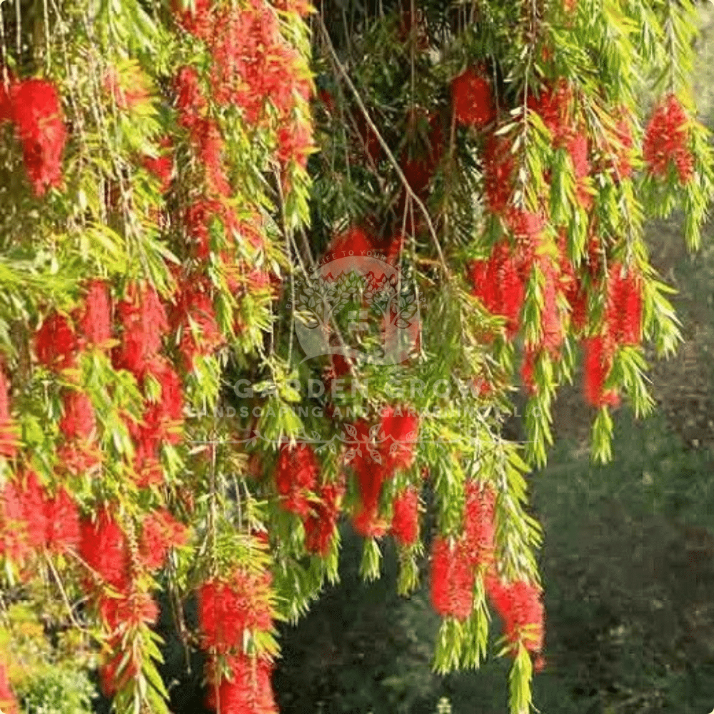 Callistemon Viminalis (Weeping Bottlebrush)