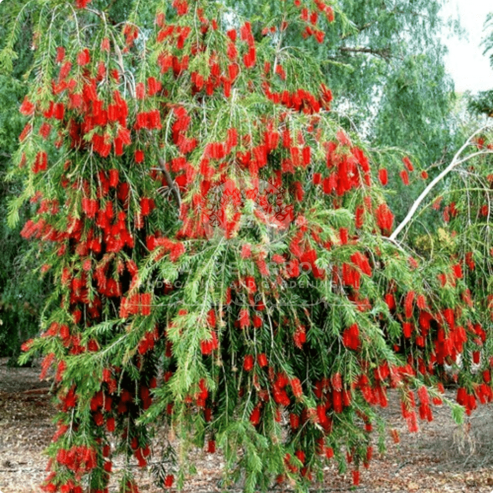 Callistemon Viminalis (Weeping Bottlebrush)
