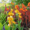 Canna Indica