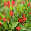 Canna Indica