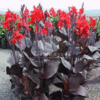 Canna Indica Purpurea