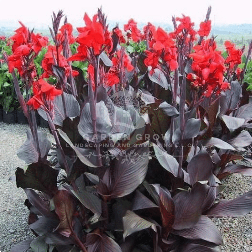 Canna Indica Purpurea