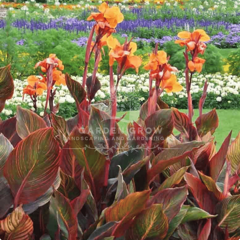 Canna Indica Purpurea