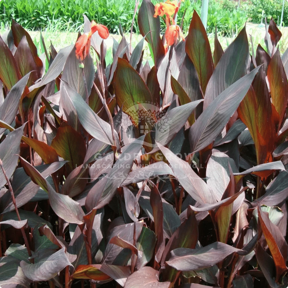 Canna Indica Purpurea