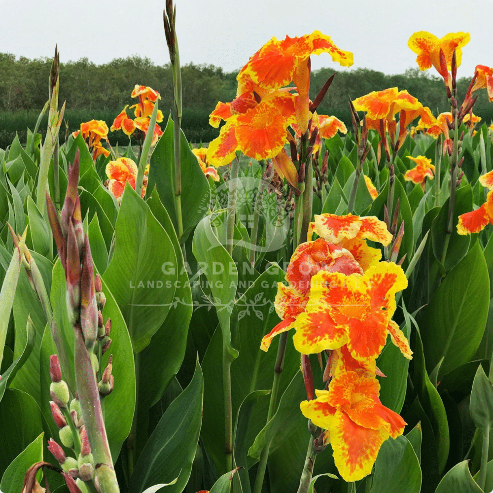 Canna Indica
