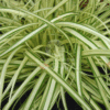 Carex Hachijoensis