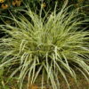 Carex Hachijoensis