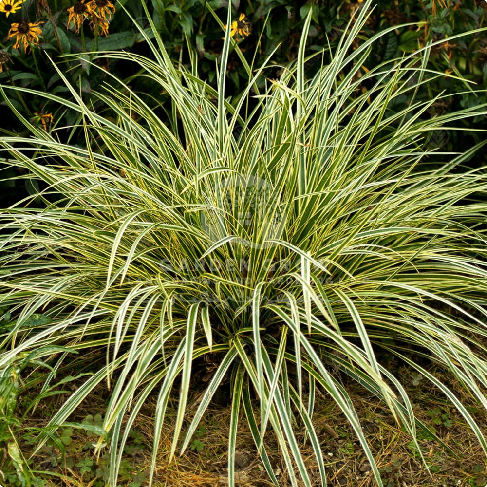 Carex Hachijoensis