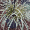 Carex Hachijoensis
