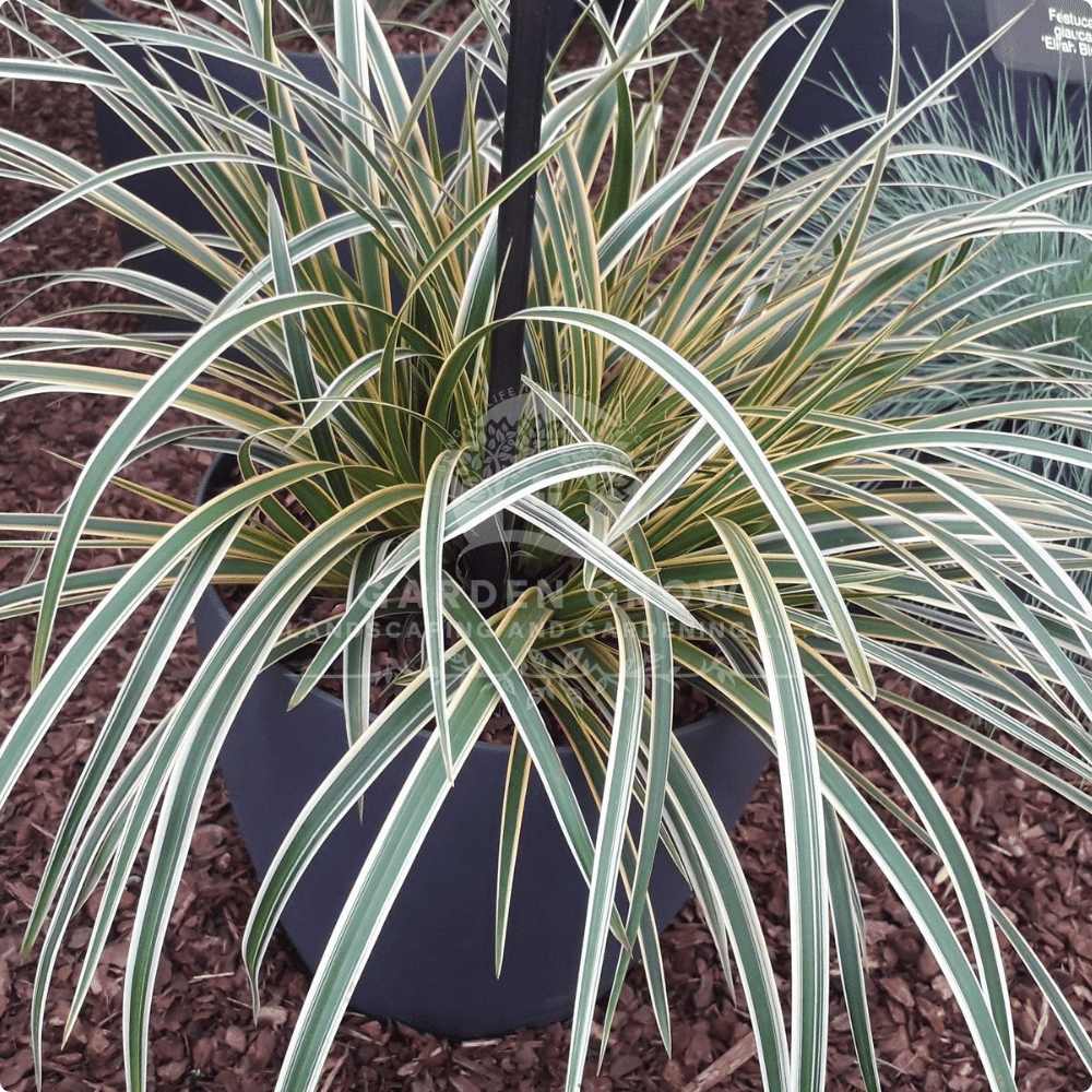 Carex Hachijoensis