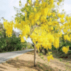 Cassia fistula (Golden Shower Tree)