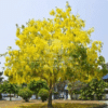 Cassia fistula (Golden Shower Tree)