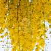Cassia fistula (Golden Shower Tree)