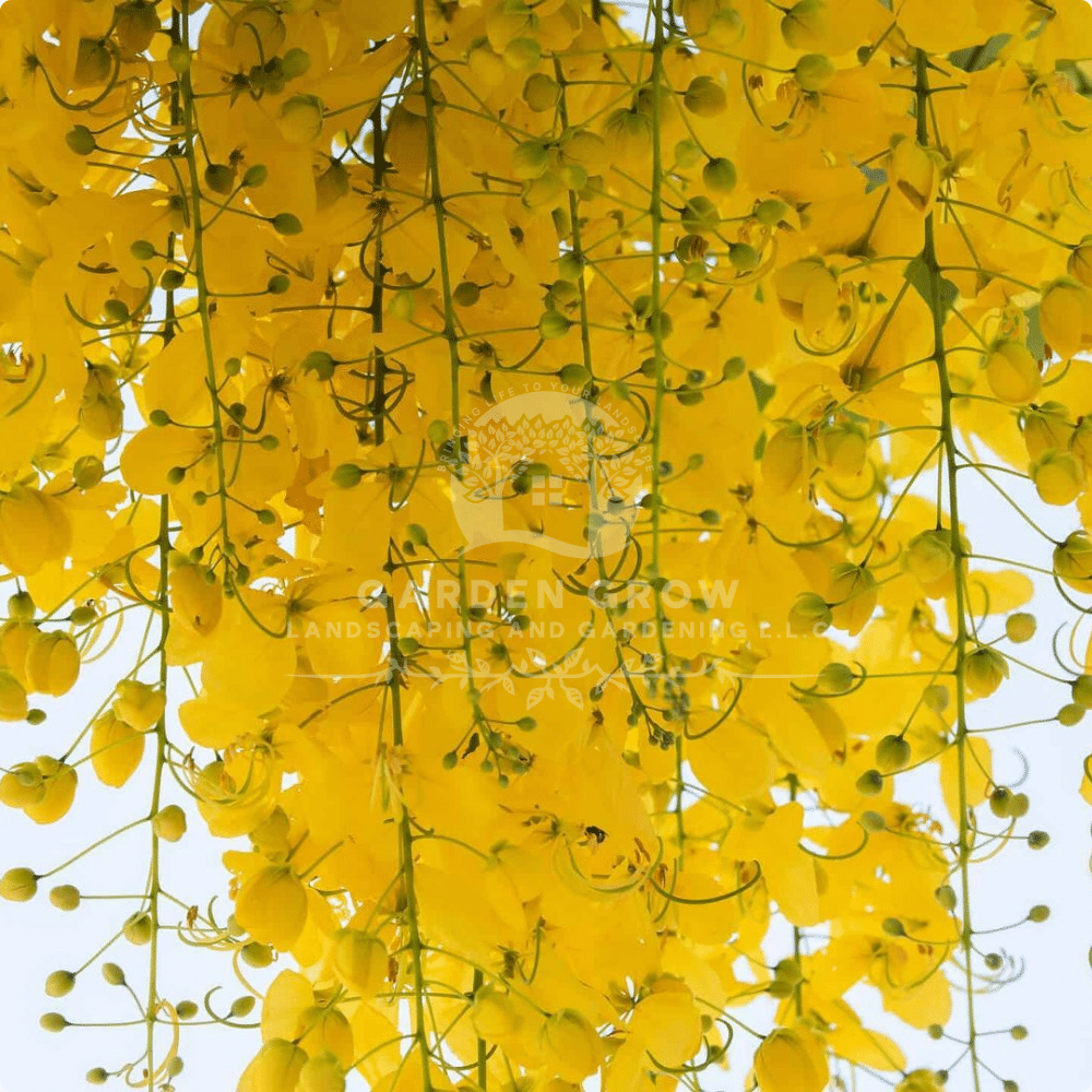 Cassia fistula (Golden Shower Tree)