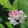 Cassia Nodosa (Pink Shower Tree)