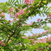 Cassia Nodosa (Pink Shower Tree)