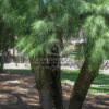 Casuarina Equisetifolia (Australian Pine)