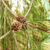 Casuarina Equisetifolia (Australian Pine)