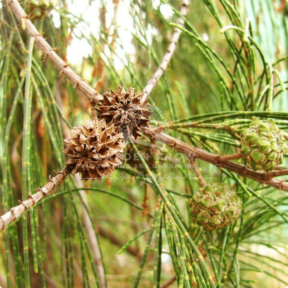 Casuarina Equisetifolia (Australian Pine)
