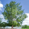 Casuarina Equisetifolia (Australian Pine)