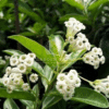 Cestrum Diurnum
