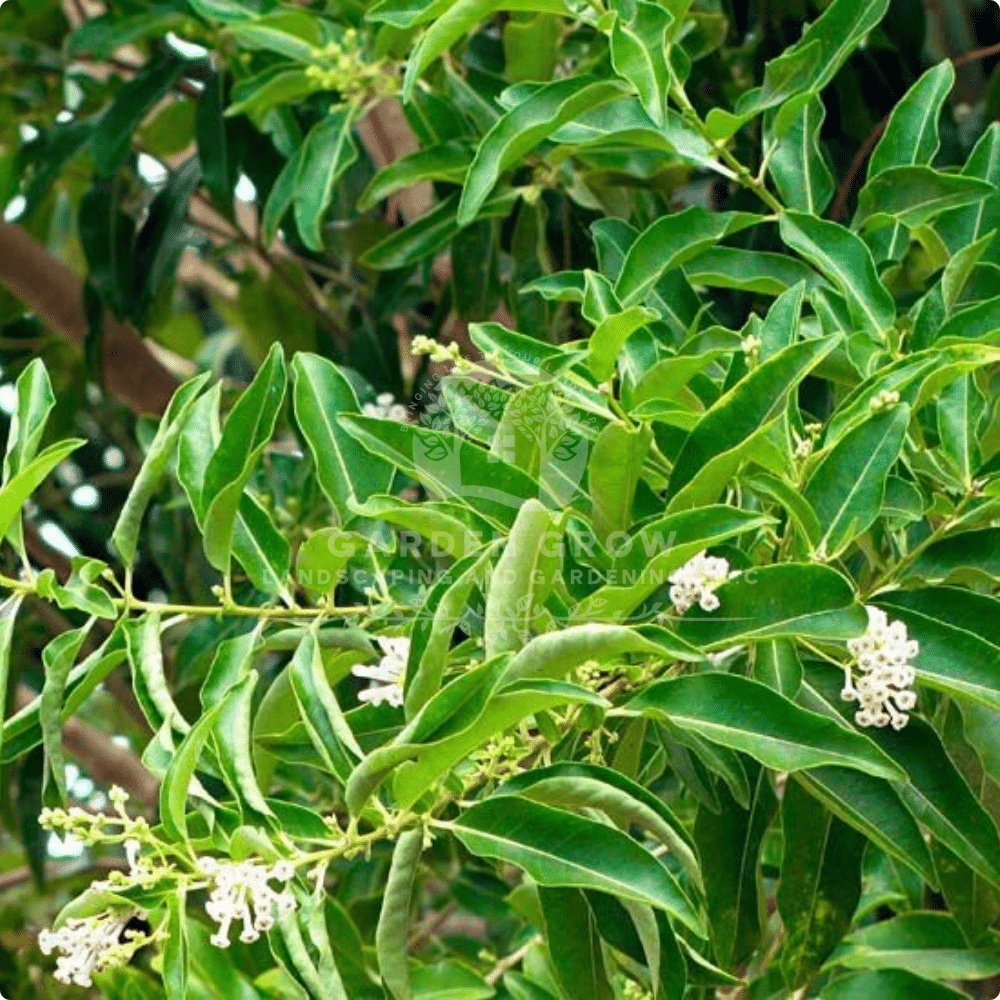 Cestrum Diurnum