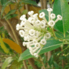 Cestrum Diurnum