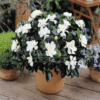 Cestrum Diurnum