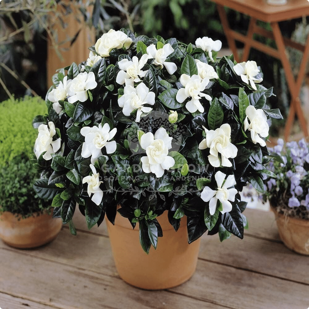 Cestrum Diurnum