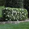 Cestrum Diurnum