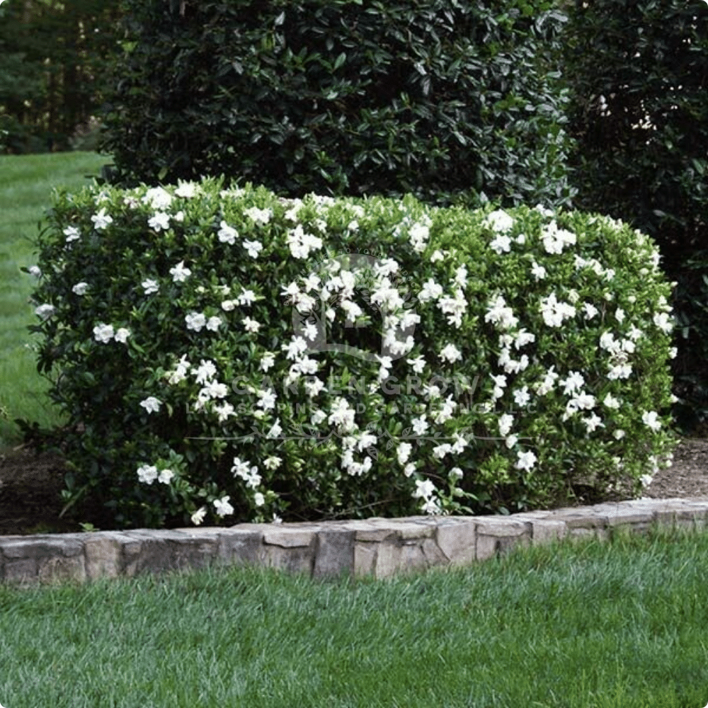 Cestrum Diurnum