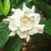 Cestrum Diurnum