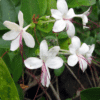 Cledodendrum Inerme