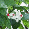 Clerodendrum Thomsoniae