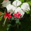 Clerodendrum Thomsoniae