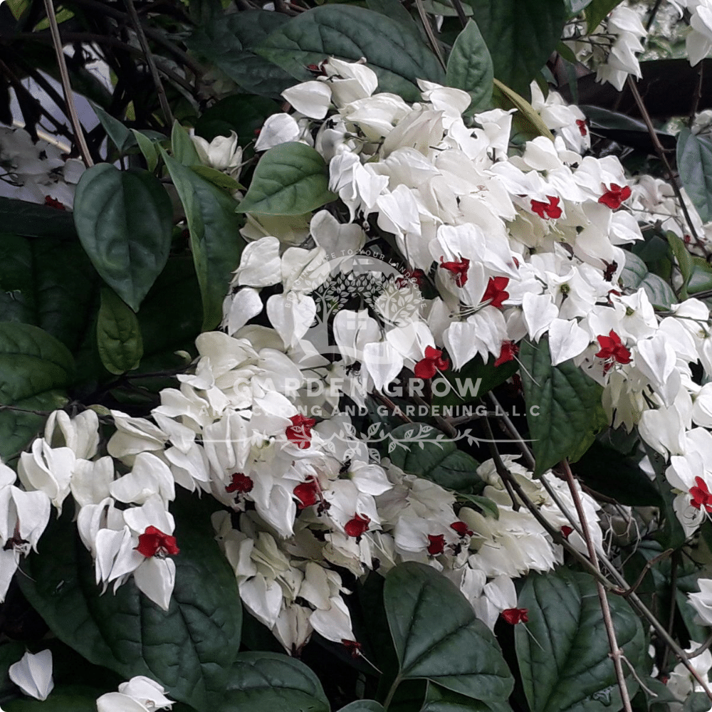Clerodendrum Thomsoniae