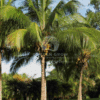 Cocos Nucifera (Coconut Palm)